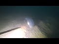 Подводная охота в черном море. море крабов. августа 2021 г.