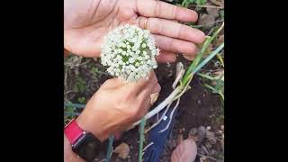 Blooming of spring onion from my garden #gardening #shortsvideo #springonions