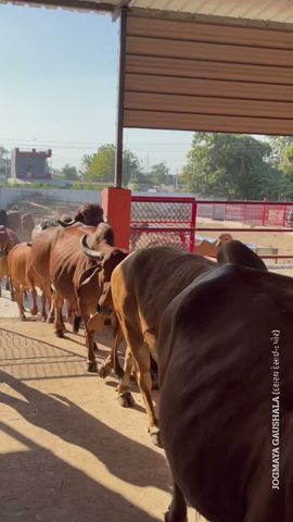 Gir cows of Jogmaya gaushala #shorts