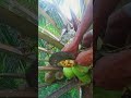 The Art of cutting coconut flowers #agriculture #farming #cuttingskills #satisfying #tree