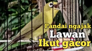 CIAK CIAK JOSS KECIAL KUNING GACOR SUPER KASAP | DUA KALI LEBIH CEPAT PANCING KECIAL IKUT GACOR