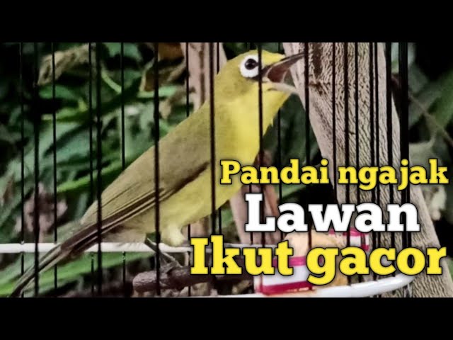 CIAK CIAK JOSS KECIAL KUNING GACOR SUPER KASAP | DUA KALI LEBIH CEPAT PANCING KECIAL IKUT GACOR class=