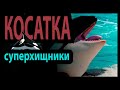 Суперхищники — Коса́тка