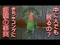 可愛い足取りで近付いてくるコザクラインコ