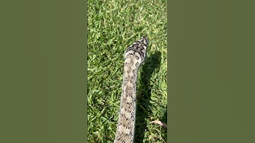 Coastal carpet python #gopro #animals #reptiles #carpetpython #goldcoast #wildlife #australia