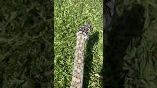 Celebrity Coastal carpet python #gopro #animals #reptiles #carpetpython #goldcoast #wildlife #australia Profile