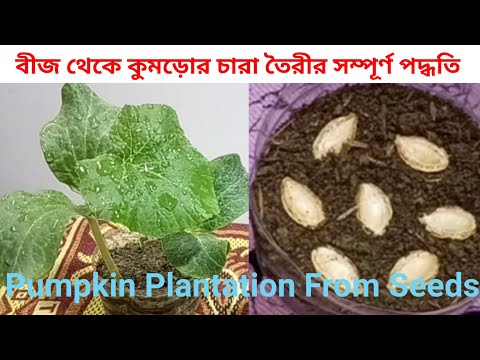 কুমড়ো বীজ থেকে চারা গাছ তৈরির পদ্ধতি, Pumpkin Plantation from seeds, উন্নত মানের কুমড়ো চাষ পদ্ধতি