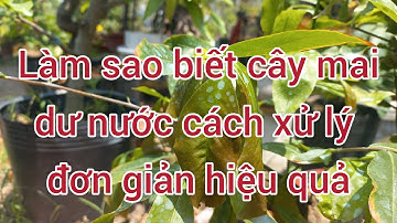phần 26: cách nhận biết cây mai dư nước và xử lý  đơn giản.