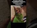 Aaahhhh #viralshorts #humor #funny