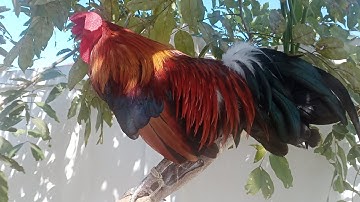 qaib dib qua suab luv13/11/2022.