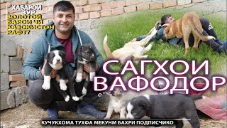 САГХОЕКИ ШУМО МЕХОСТЕН МАРДУМИ ВОЛКАДАВЧИКХО