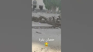 حصان بقرة 