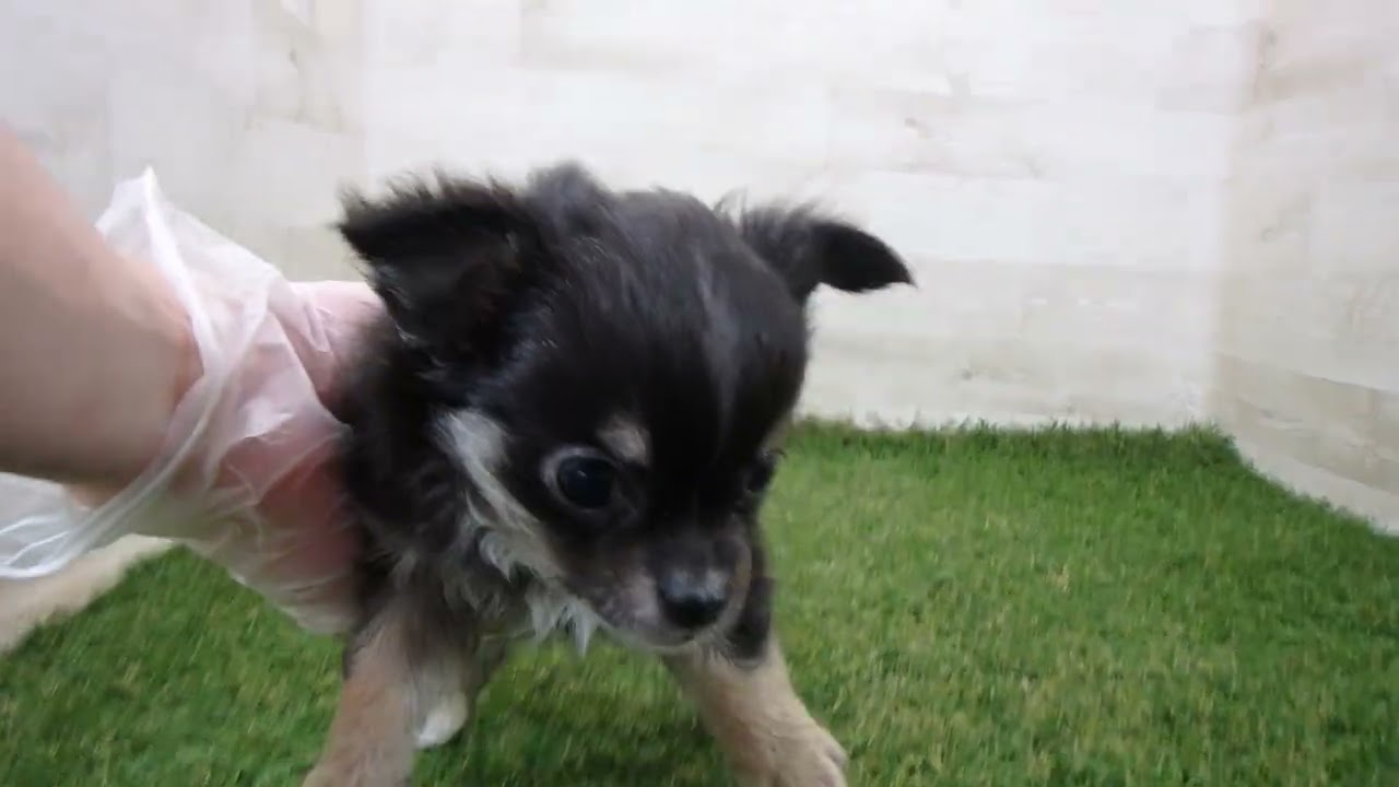 Coo&RIKU No.00744212 チワワ（ロングコート） - YouTube