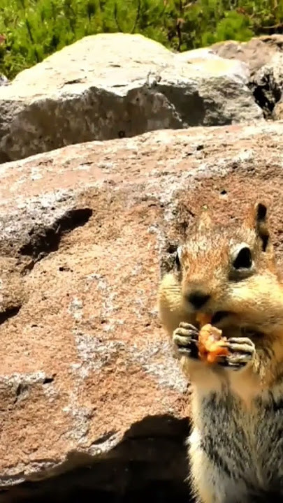 Explore Nature Now Nature Documentaries Wild ANIMAL Rodent Ardilla Squirrell #explorenaturenow
