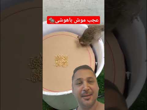 عجب موش باهوشی 