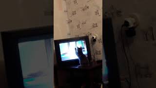 Прикол как кошка ловит мышь в телевизоре:-) Прикол как кошка ловит мышь в телевизоре:-)