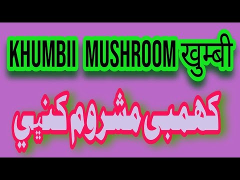 Khumbii Mushroom ||کھمبی مشروم