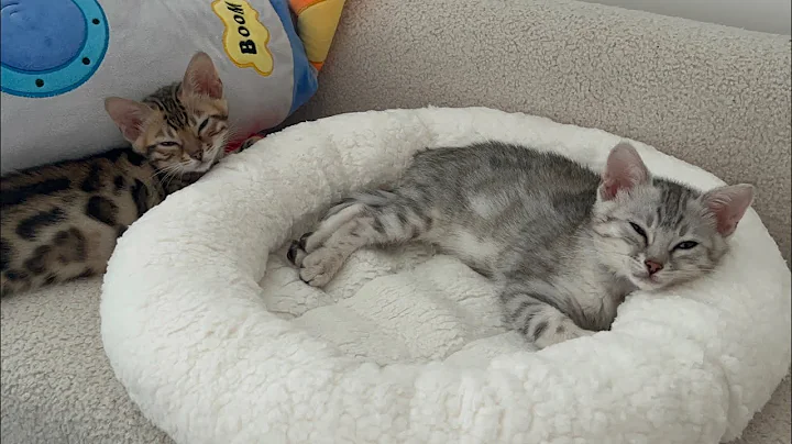 Video 2783991: cutest bengal kittens, bengal kitten sleeping, adorable bengal kittens