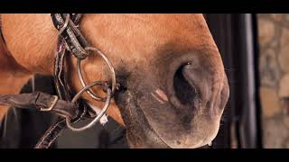 Game Of Thrill - Dagia Stud Farm - Nawab Riding Club