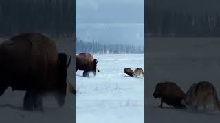 Brave Bison Fights Off Wolves To Protect Its Young