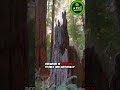 Top 5 Woods That Termites Hate | Termite Resistant Wood