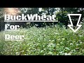 Buckwheat Food Plots For Deer - Helps To Build Organic Matter EP 6