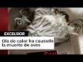 Ondas de calor causan muertes de aves en México