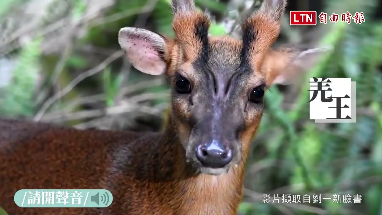福山植物園羌王、羌妃「深情對唱」 宛如唱起山羌版情歌（影片擷取自劉一新臉書）山羌的各種叫聲合輯