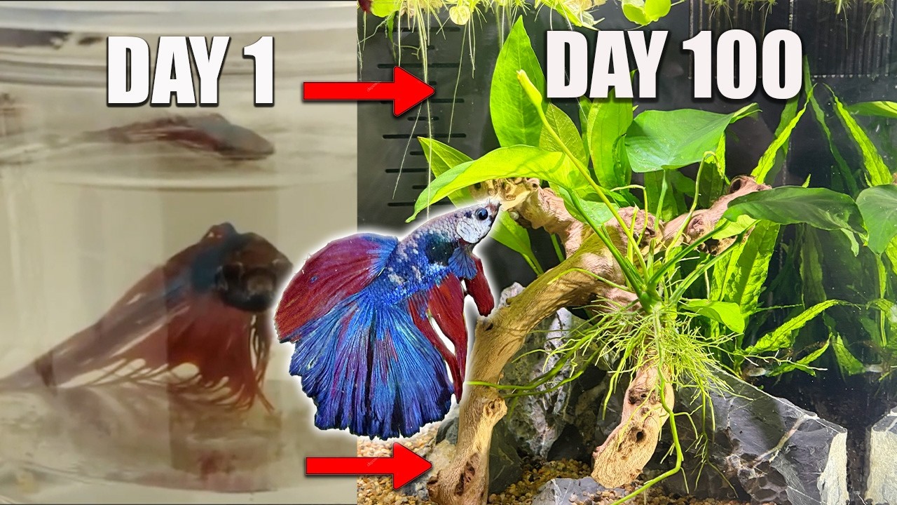 Built ecosystem to save betta fish
