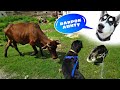 Cow Attack on Roxy The Rottweiler. Dog can talk part 55 || Husky, Rottweiler, Review reloaded