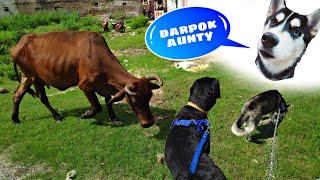 Cow Attack on My Dog Roxy The Rottweiler. Dog can talk part 55 || Husky, Rottweiler, Review reloaded