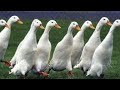 شاهد سباق البط هه 