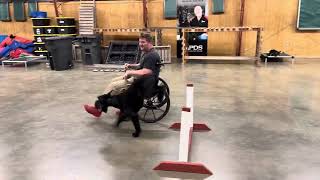 Giant Schnauzer Life Prufen Skill Development 'Vanni' 14m Wheelchair Heeling @protectiondogsalesPDS