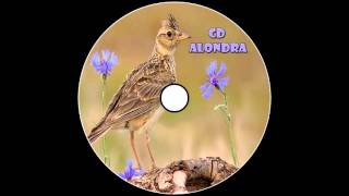 CD Canto Alondra / ElTitiHD