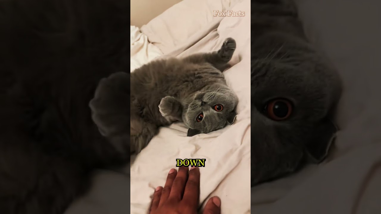 Why Do Cats Show Their Belly? 🐱