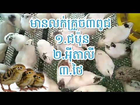 មានលក់ពូជក្រួចបីប្រភេទ / ជប៉ុន / អុីតាលី / ថៃ/ Raising quail as a family