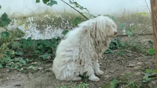 The Heartwrenching Tale Of A Dog: Can You Make It Through Without Crying? by Leni Grooming 5,221 views 13 days ago 17 minutes