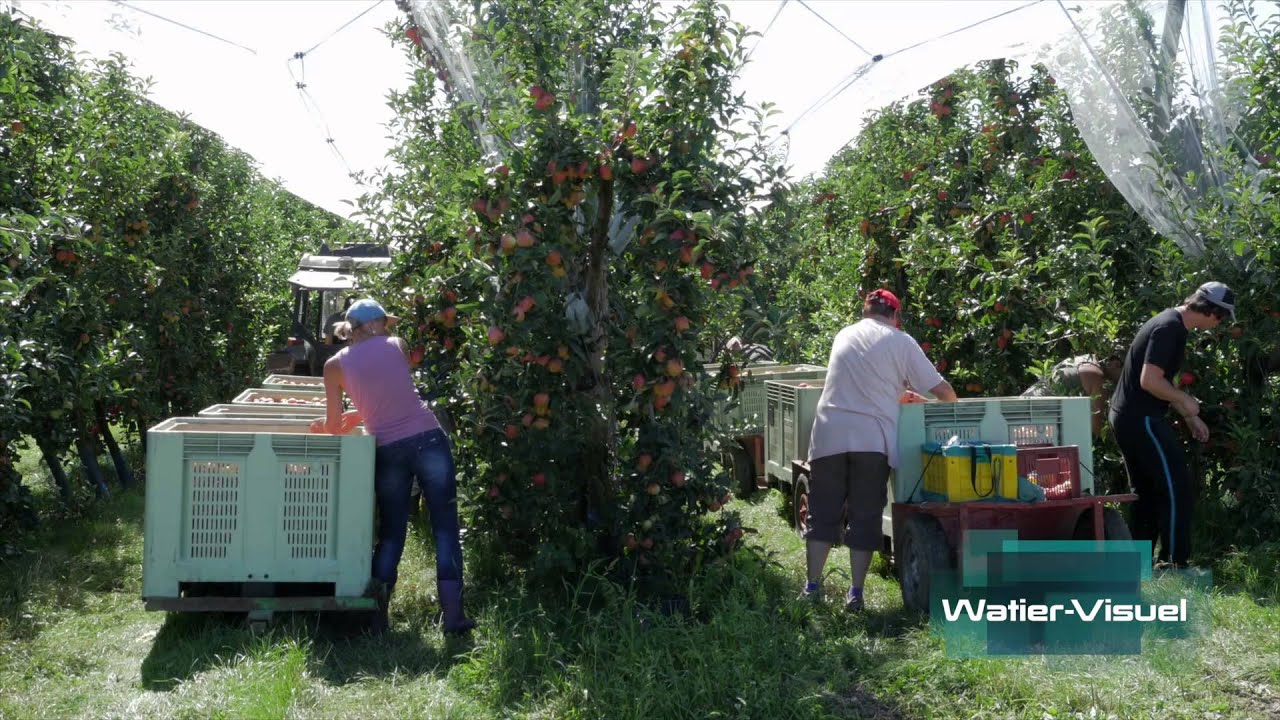 Réalisation Films Vidéo Agriculture arboriculture Récolte fruits pommes verger