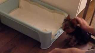 12 week old Yorkie puppy Milly's first day home - growling at Nemo!