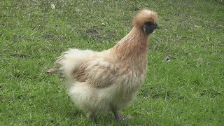 Silkie Hen Makes Gorgeous Clucking Sounds For First-Time In Her Life
