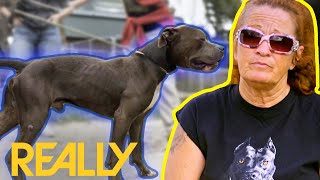 Cause For Concern: Pit Bull Loose Around School | Pit Bulls & Parolees