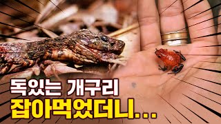 쪼그맣지만 맹독있는 개구리 잡아먹은 뱀의 최후...? 독화살개구리 VS 뱀