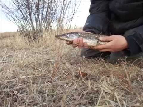 рыбалка на воровской магнитогорск рыбалка на воровской магнитогорск