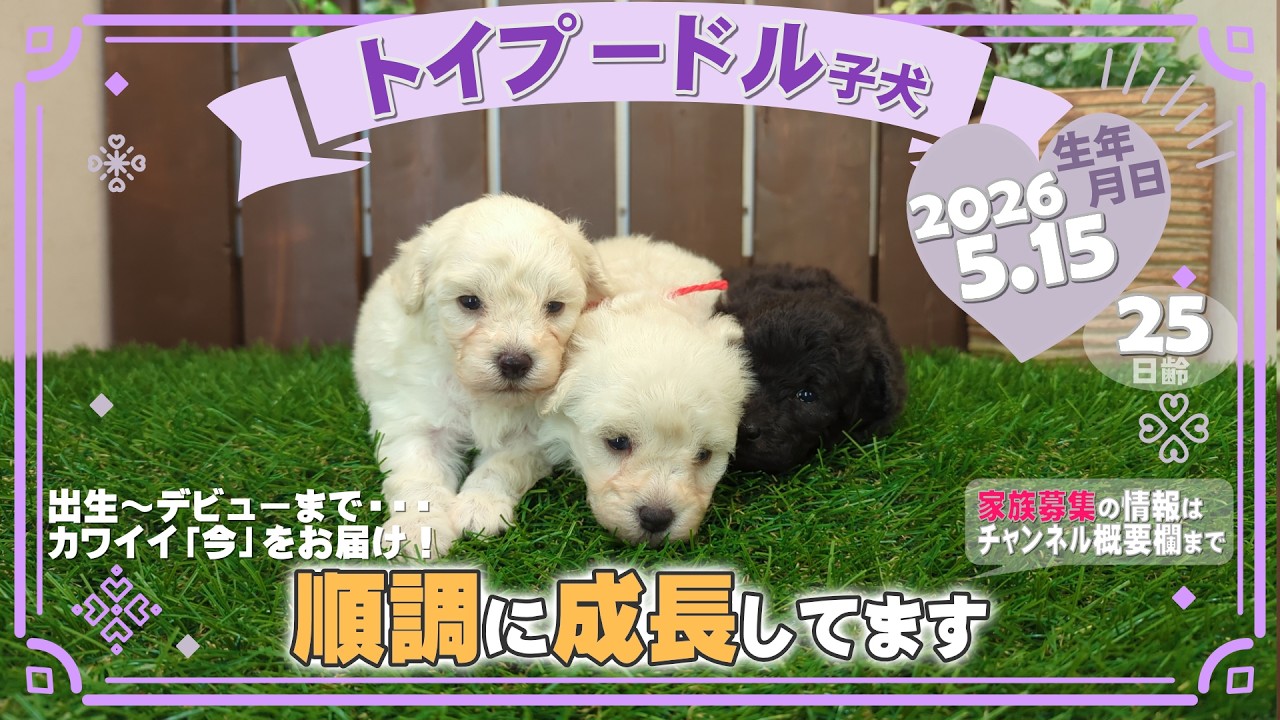 トイプードル子犬｜2026.5.15生（25日齢）｜ホワイト・グレー｜女の子