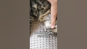 Why Does My Cat Bite Me? Unraveling Feline Behavior#cats #catvideos #shorts