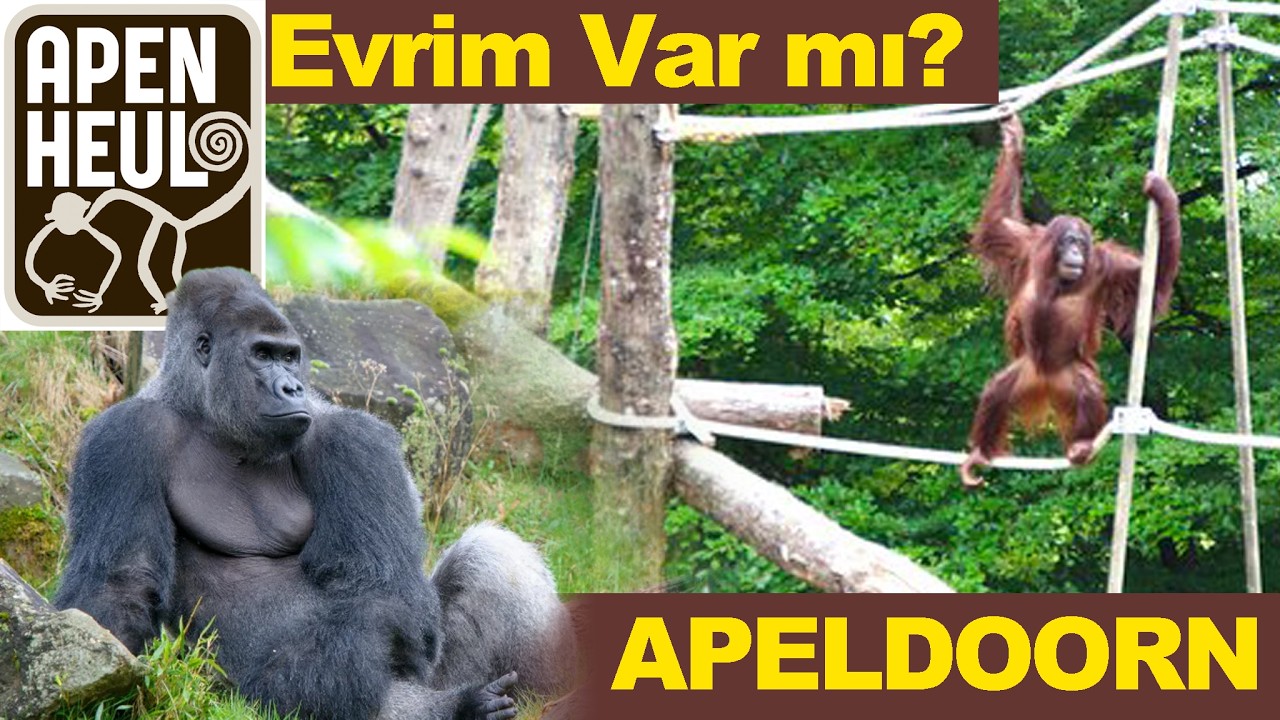 🇳🇱 Apeldoorn Apenheul | Sadece Maymun Hayvanat Bahçesi 🙉