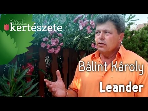 Videó: Hogyan kell kenni egy Blackstone grillt: 13 lépés (képekkel)