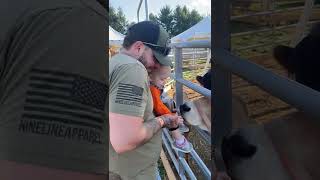 Guy and his daughter feed cow at petting zoo then cow nibble on her finger