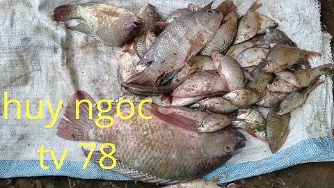 Chai cá ở sông Ray//và cái kết hơn mong đợi