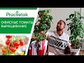 Вырастить богатый урожай сладких томатов не выходя из дома! Легко! Выращивание томатов в горшке.